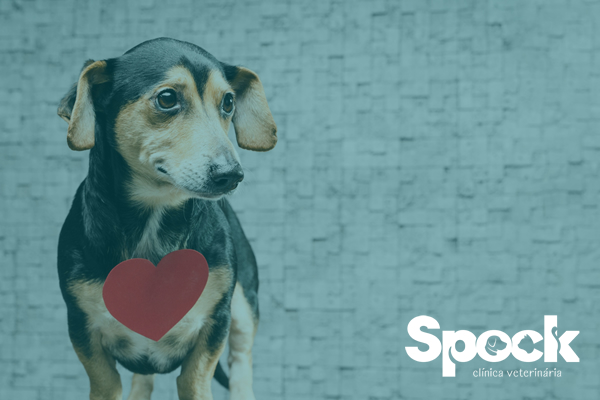 Doenças cardíacas em cães: sinais e cuidados