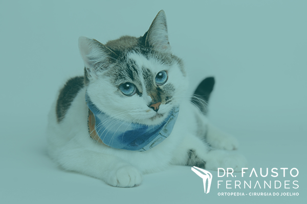 Doença renal crônica em gatos: diagnóstico e cuidados