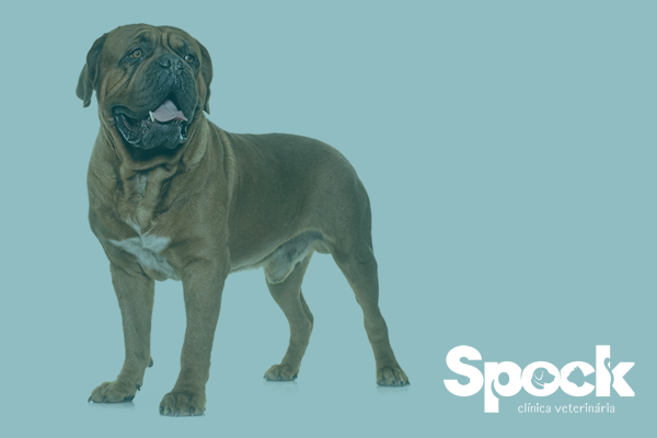 Prevenção de câncer em pets: hábitos e cuidados