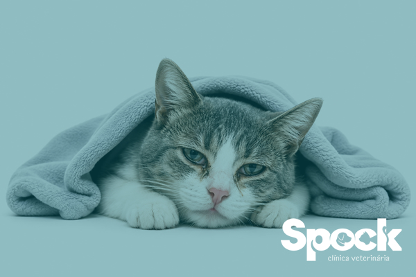 Rinotraqueíte felina: o que é, quais os sintomas e como tratar